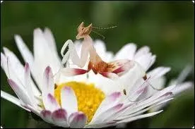 Cet insecte, la mante orchide, est originaire de ce pays, o flotte encore la lgende de Sandokan, surnomm le Tigre, qui lutta contre l'oppresseur anglais !