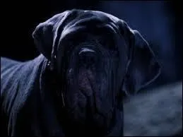 Dans la version anglaise de "Harry Potter", comment s'appelle Crockdur ?