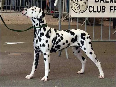 Quelle est cette race de chien?