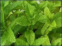 Quelle est cette plante aromatique ?