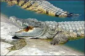 Regardez ce saurien... et dites-moi ce qu'il croque à longueur de temps