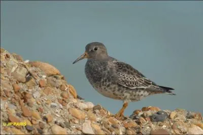 Je suis un grand bécasseau de 46 cm d'envergure. Que suis-je?