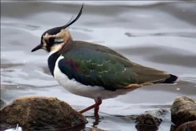 En France, je suis prsent toute l'anne sauf dans le sud o je ne fais qu'hiverner. Que suis-je?