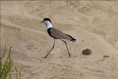 Je vis dans tous les plans d'eau douce ou saumâtre disponibles. Que suis-je?