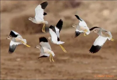 Mon nom scientifique est Vanellus leucurus. Que suis-je?