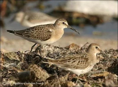 En France, vous pouvez m'observer en migration en Bretagne. Que suis-je?