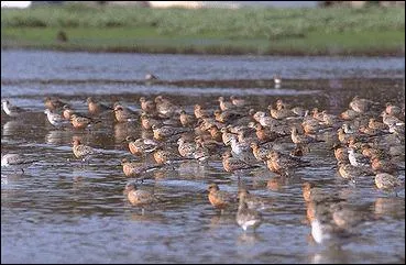 Je suis le plus grand oiseau du genre Calidris que vous pouvez observer en Europe. Que suis-je?