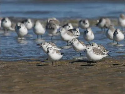 Je suis très reconnaissable grâce à ma couleur blanche. Que suis-je?