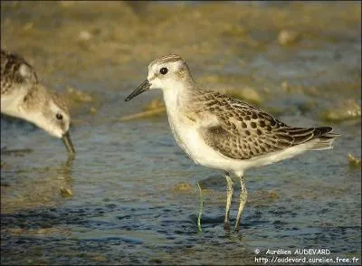 Je suis un des plus petits bécasseaux. Que suis-je?