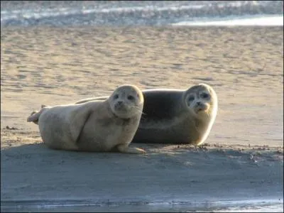 La baie de Somme, haut lieu ornithologique également réputé par la présence de phoques, est située dans la région :
