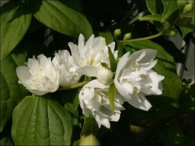 Quel est le nom de cette fleur ?