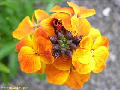 Quel est le nom de cette fleur ?