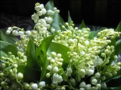 Quel est le nom de cette fleur ?