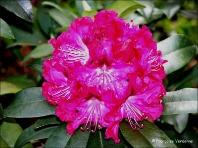 Quel est le nom de cette fleur ?