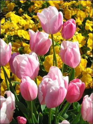 Quel est le nom de cette fleur ?