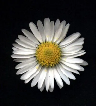 Quel est le nom de cette fleur ?