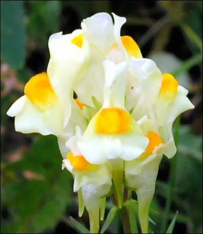 Quel est le nom de cette fleur ?