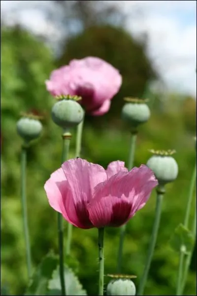 Quel est le nom de cette fleur ?