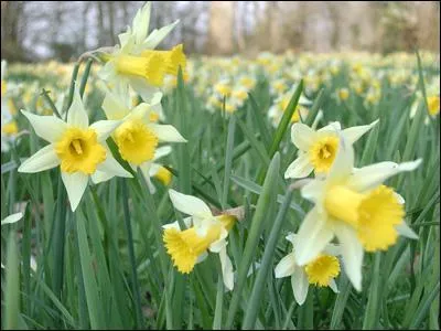 Quel est le nom de cette fleur ?
