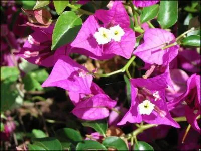 Quel est le nom de cette fleur ?