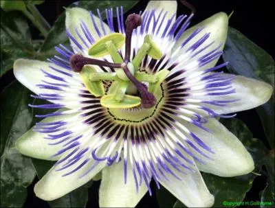 Quel est le nom de cette fleur ?