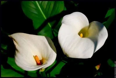 Quel est le nom de cette fleur ?