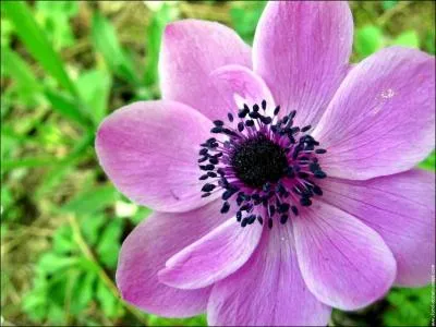 Quel est le nom de cette fleur ?