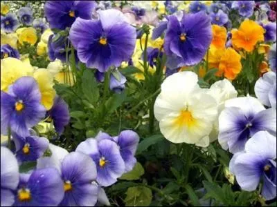 Quel est le nom de cette fleur ?