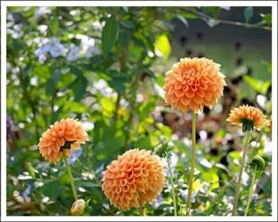 Quel est le nom de cette fleur ?