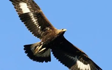 Quiz Rapaces