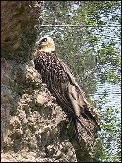 Que mange le gypaète barbu ?