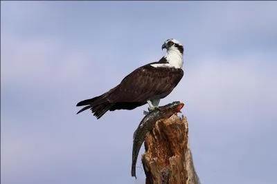 Comment appelle-t-on celui-ci ?