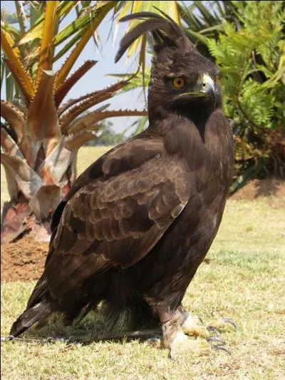 Ce rapace diurne est un :