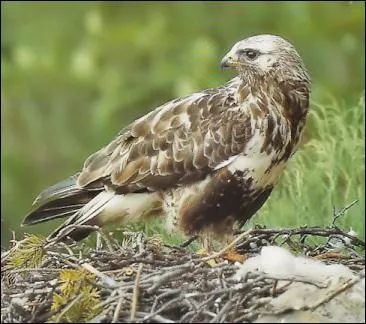 Celui-ci a pour nom :