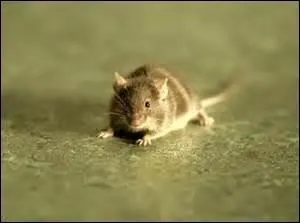 Qui sauve Mister Jingles de la mort ?