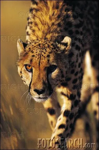 Sur quelle distance faut-il qu'il attrape sa proie ?