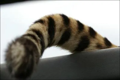 À quoi peut bien lui servir sa longue queue ?