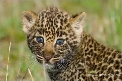 Quand il est bébé, quelle similarité partagent le guépard et la panthère ?