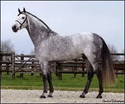 Comment appelle-t-on le cheval mâle ?