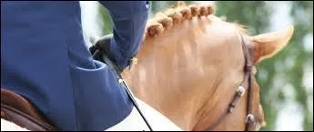 Comment appelle-t-on les personnes qui montent des chevaux ?