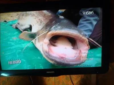 C'est une expression qui vous laisse cois !