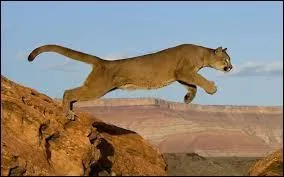 D'un seul bond, le puma peut atteindre 5 mètres de haut.