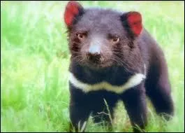 Le diable de Tasmanie vit dans les forêts tropicales d'Amérique.