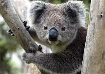 Le koala est un animal qui boit beaucoup.