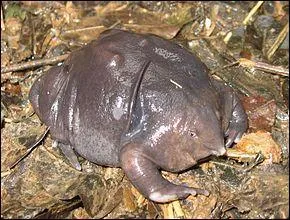 Cette photo est-elle truquée ou réelle ?