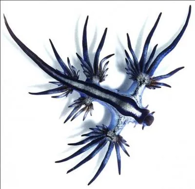 Cette photo est-elle truquée ou réelle ?