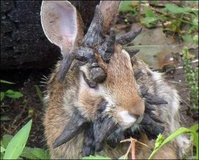 Cette photo est-elle truquée ou réelle ?