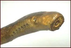 Cette photo est-elle truquée ou réelle ?