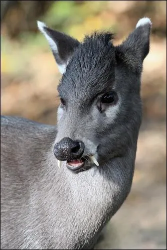 Cette photo est-elle truquée ou réelle ?