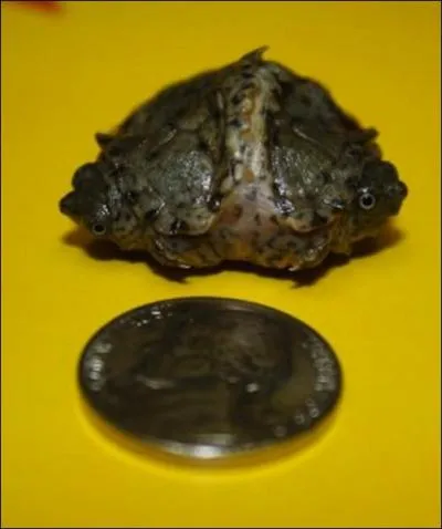 Cette photo est-elle truquée ou réelle ?